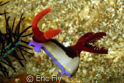 Nudi posing in Anilao by Eric Fly 